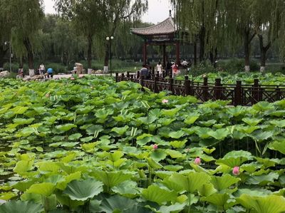 龙潭西湖公园设计,北京龙潭西湖公园改造施工视频
